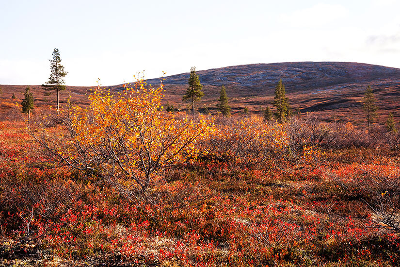 Eine weite Tundra-Landschaft im Herbst im Urho-Kekkonen-Nationalpark zeigt leuchtend rote und orangefarbene Zwergsträucher am Boden, einige vereinzelte grüne Kiefern und einen kahlen, abgerundeten Berg unter einem hellen, bewölkten Himmel. Finnland Urho Kekkonen Nationalparks Finnland Urho Kekkonen