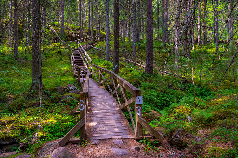 Ein schmaler Holzsteg mit Geländer führt im Zickzack durch einen dichten, grünen Nadelwald im Helvetinjärvi-Nationalpark, wobei der Waldboden von Farnen und Moos bedeckt ist. Nationalparks Finnland Helvetinjaervi