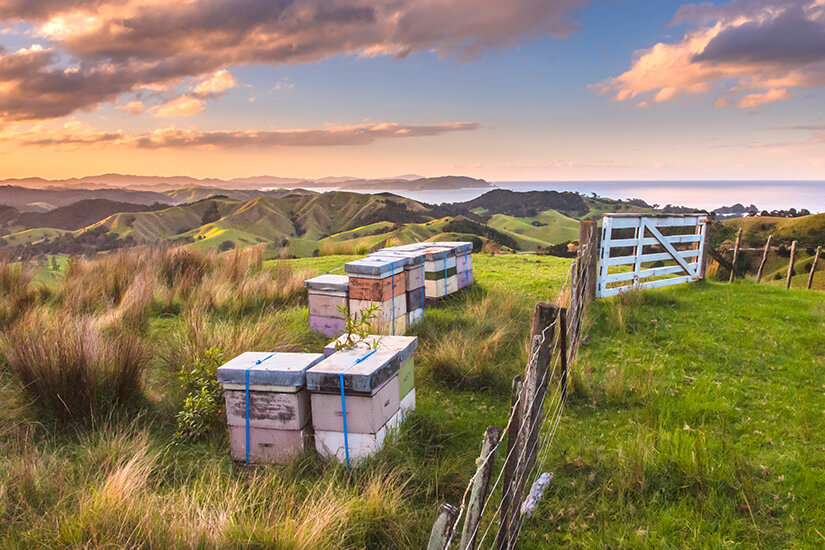 Mehrere gestapelte Bienenstöcke stehen auf einer sattgrünen Weide neben einem rustikalen Holztor, während ein dramatischer Sonnenuntergang die sanft geschwungenen Hügel und die Küstenlinie im Hintergrund in warmes Orange und Rosa taucht. Neuseeland Essen Honig
