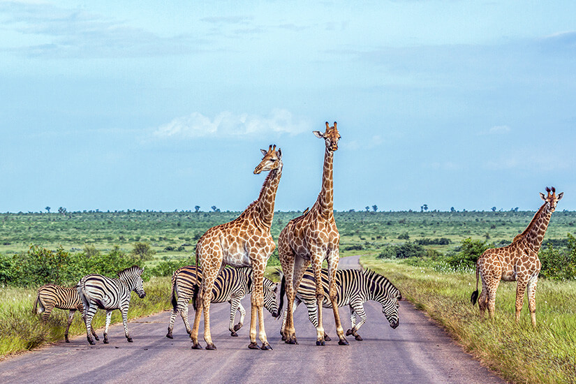 Giraffen und Zebras überqueren eine Straße in Afrika. Weite, grüne Landschaft ist im Hintergrund zu sehen. Suedafrika Nationalparks Willkommen