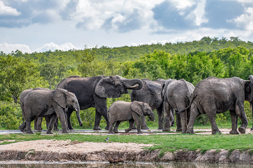 Fünf afrikanische Elefanten und ein Junges laufen über eine grüne Grasfläche nahe eines Gewässers. Suedafrika Nationalparks Kruger