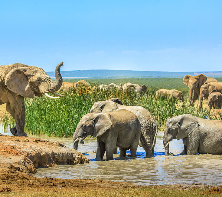 Mehrere Elefanten tummeln sich an einem schlammigen Wasserloch und im hohen grünen Gras. Suedafrika Nationalparks Ueberblick