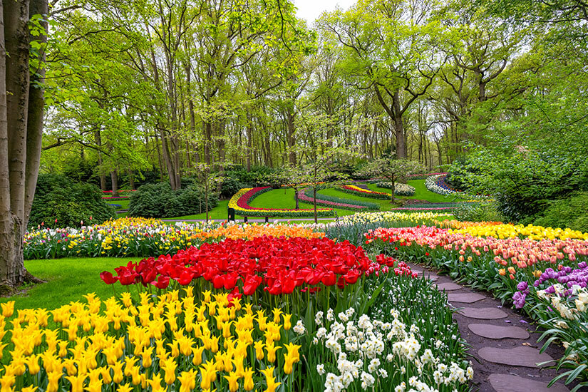 Ein farbenprächtiger Garten mit geschwungen angelegten Beeten voller Tulpen und anderer Blumen. Wege schlängeln sich durch die Anlage, umgeben von hohen Bäumen und dichtem Grün. Leiden Tulpenfelder