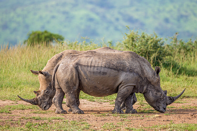 Zwei grasende Nashörner sind zu sehen. Suedafrika Nationalparks Nashorn