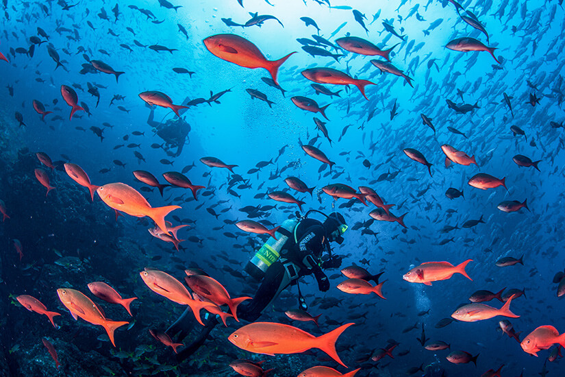 Ein Taucher schwebt inmitten eines spektakulären Schwarms leuchtend roter Creolefish, die sich in den tiefblauen Weiten des Ozeans verlieren. Costa Rica Tauchen