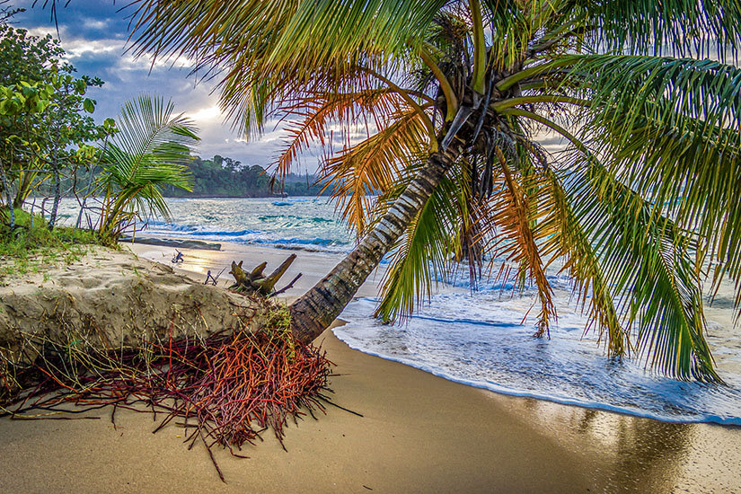 Eine schräg über den Strand geneigte Kokospalme mit freiliegenden roten Wurzeln rahmt den Blick auf eine wilde, schäumende Karibikküste ein, während dramatische Wolken den Himmel in warmes Gold tauchen. Puerto Viejo de Talamanca Strand