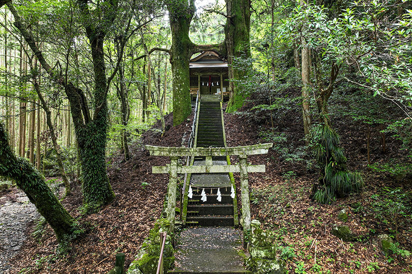 Tief verborgen in den dichten Wäldern Kōchis liegt dieser stille Shintō-Schrein mit seinem moosbewachsenen Torii. Eine steile Steintreppe führt durch das mystische Grün hinauf zum Heiligtum und vermittelt eine besondere spirituelle Atmosphäre. Solche versteckten Orte gehören zu den authentischsten Erlebnissen. Kochi Japan Schrein