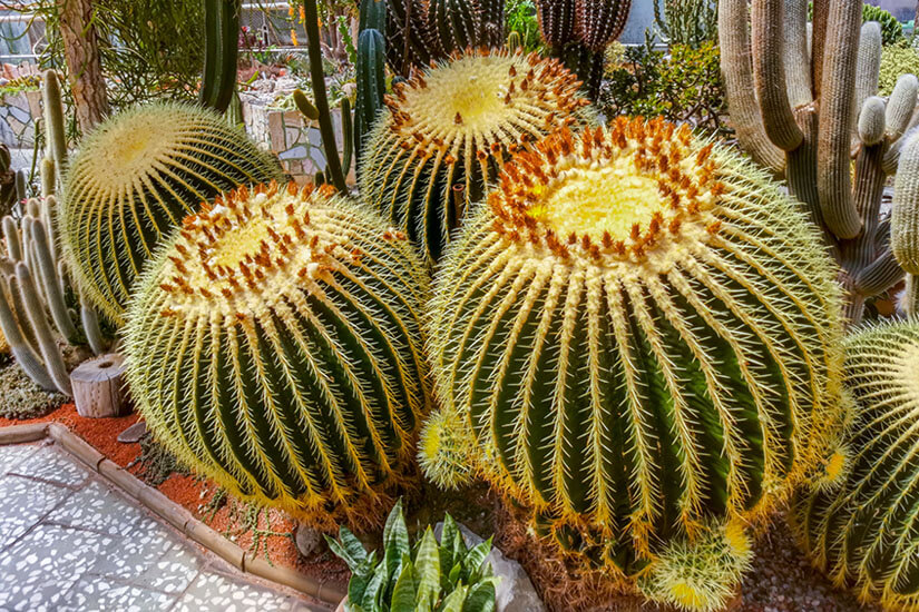 Im Kakteen-Gewächshaus der Flora Olomouc sind beeindruckende Goldkugelkakteen zu bestaunen, die zu den größten Europas gehören. Die historischen Gewächshäuser im Smetana-Park beherbergen zudem Palmen und tropische Gewächse. Die Flora Olomouc blickt auf eine über sechzigjährige Tradition zurück. Olomouc Tschechien Flora