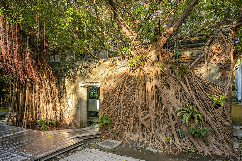 Das berühmte Anping Tree House ist ein verlassenes Lagerhaus, das von gewaltigen Banyan-Baumwurzeln vollständig überwuchert wurde. Die Wurzeln umschlingen die alten Mauern wie ein lebendiges Kunstwerk und schaffen eine fast mystische Atmosphäre. Holzstege führen Besucher durch dieses einzigartige Zusammenspiel aus Natur und Architektur. Tainan Taiwan Tree House