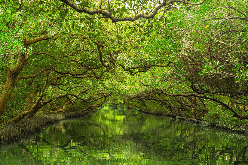 Der Sicao Green Tunnel wird auch das „Mini-Amazonas Taiwans" genannt und verzaubert mit einem dichten Dach aus Mangrovenbäumen über einem stillen Wasserkanal. Auf einer kleinen Bambusbootfahrt gleiten Besucher durch das grüne Tunnelgewölbe und entdecken Krabben, Vögel und seltene Pflanzen. Das Naturschutzgebiet bietet eine erfrischende Abwechslung zu den historischen Stätten der Stadt. Tainan Taiwan Sicao Green Tunnel