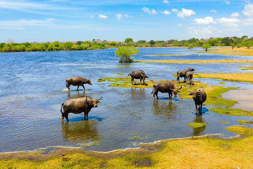 Sechs Wasserbüffel stehen in einem flachen Gewässer, das von grünem Boden umgeben ist. Nationalpark Sri Lanka Willkommen