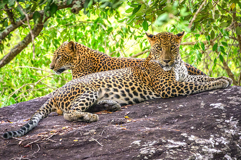 Zwei Leoparden liegen im Schatten unter einem Blätterdach. Einer blickt in die Kamera. Nationalpark Sri Lanka Yala