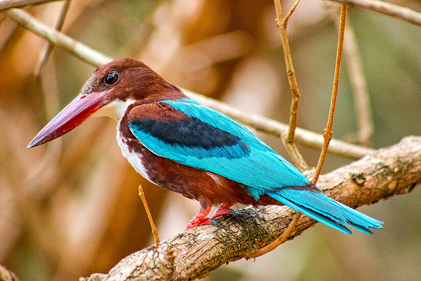 Die Nahaufnahme eines kleinen Vogels mit braunem und hellblauem Gefieder. Nationalpark Sri Lanka Wilpattu