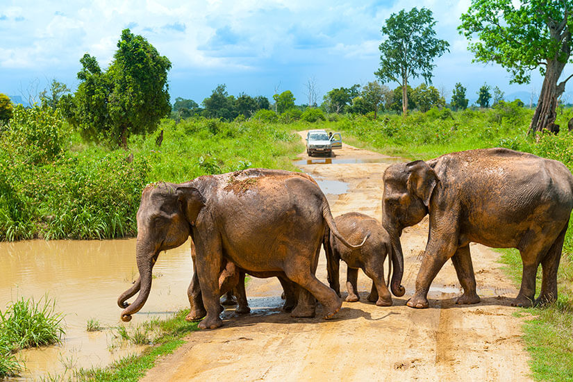 Drei große Elefanten und ein Junges ziehen über eine unbefestigte Straße zu einem Gewässer. Im Hintergrund ist ein Jeep zu sehen. Nationalpark Sri Lanka Udalawawe