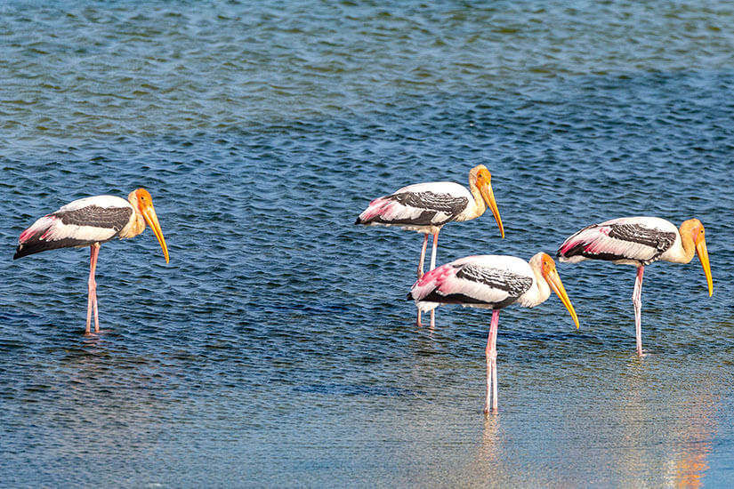 Vier Buntstörche stehen in flachem Gewässer. Nationalpark Sri Lanka Bundala