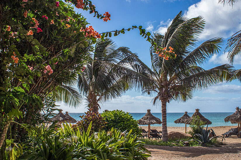 Ein malerischer Blick auf den hellen Sandstrand von Santa Maria mit Strohsonnenschirmen und Liegen, eingerahmt von grünen Palmen und blühenden orangefarbenen Blumen unter einem strahlend blauen Himmel mit weißen Wolken. Boa Vista oder Sal Strand Santa Maria