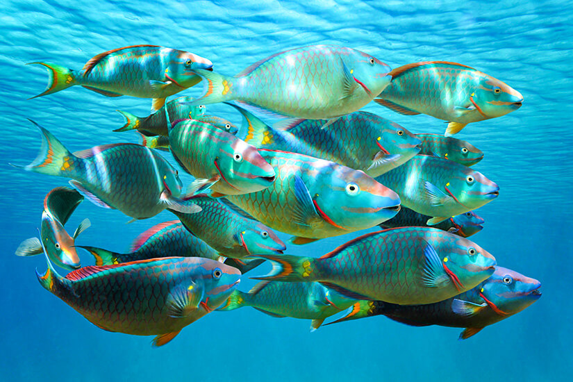 Ein Schwarm farbenfroher Papageienfische schwimmt im klaren hellblauen Meerwasser. Puerto Escondido Mexiko Tauchen