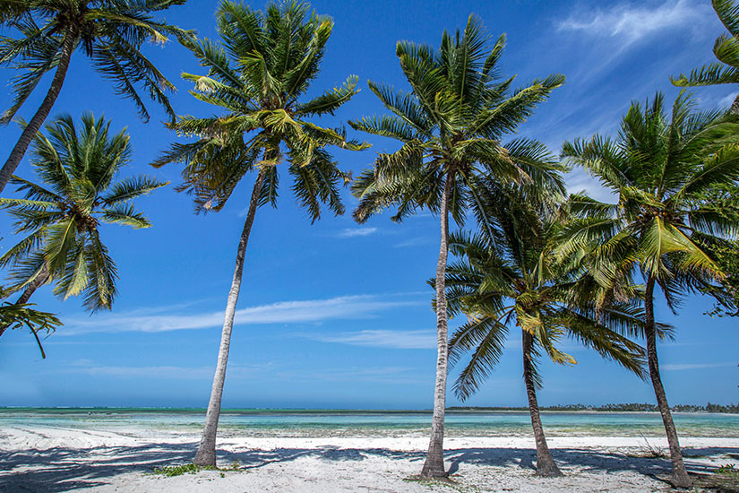 Mehrere hohe, schlanke Kokospalmen stehen am hellen Sandstrand und ragen in den klaren blauen Himmel hinein. Ihre breiten Wedel werfen Schatten auf den Sand im Vordergrund. Dahinter ist das ruhige, türkisfarbene Wasser einer flachen Lagune zu sehen. Sansibar Strände Pongwe Beach