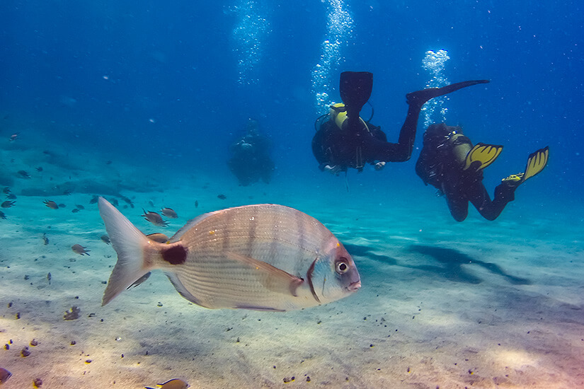 Zwei Gerätetaucher in blauen Flossen, die über sandigem Meeresboden an einem Fischschwarm vorbeischwimmen. Playa Blanca Spanien Tauchen