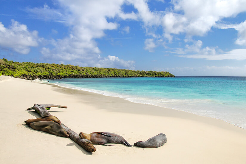 Seelöwen sonnen sich auf einem hellen Strand. Im Hintergrund erstrahlt türkisfarbenes Meer und grüne Vegetation ist zu sehen. Galapagos Ecuador Willkommen