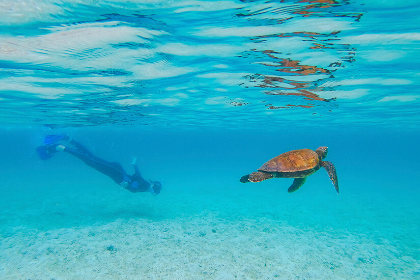 Eine Meeresschildkröte schwimmt im hellblauen Meer. Ein Schnorchler beobachtet das Tier. Galapagos Ecuador Schnorcheln