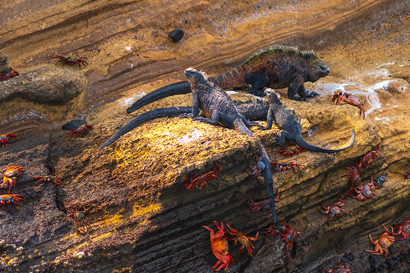Meeresechsen und rote Krebse sitzen auf einem Felsen. Galapagos Ecuador Kajak