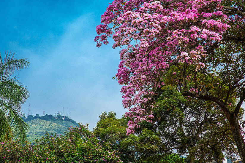 Ein blühender rosafarbener Baum rahmt den Blick auf die grünen Hügel rund um Cali. Im Hintergrund sind Antennen auf einem Bergkamm zu sehen, während der blaue Himmel eine tropische, helle Stimmung schafft. Cali Kolumbien Berg