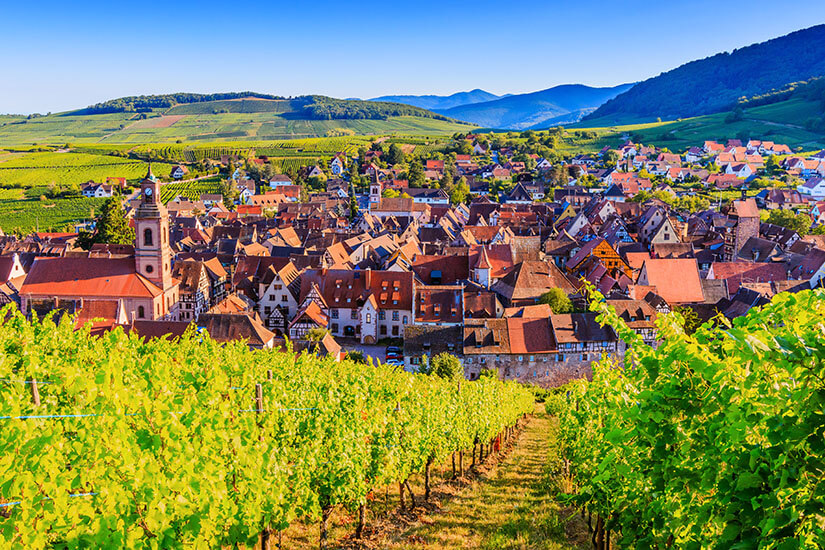 Ein weiter Blick von einem von der Sonne beschienenen Weinberg mit üppigen grünen Reben hinab auf das historische Dorf Riquewihr. Frankreich Dorf Riquewihr Frankreich Dorf