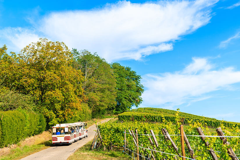 Ein kleiner, weißer Bimmelbahn-Zug mit Passanten fährt auf einem schmalen Asphaltweg einen Hügel hinauf. Rechts erstrecken sich saftig grüne Weinbergterrassen mit hölzernen Rebstöcken, während links dichte grüne Bäume und Hecken den Weg säumen. Riquewihr Frankreich Weinberge