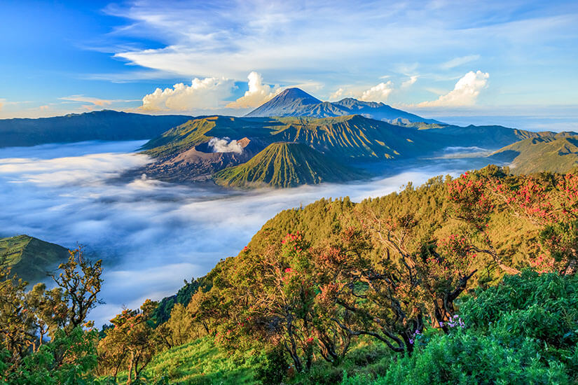Der aktive Vulkan Mount Bromo auf Java ragt aus einem dichten Wolkenmeer heraus, umgeben von weiteren Gipfeln der Tengger-Caldera. Rote Blüten im Vordergrund leuchten vor der sattgrünen Vegetation. Die Szene entstand kurz nach Sonnenaufgang, wenn der Morgennebel noch in der Caldera hängt. Indonesien Inseln Vulkan