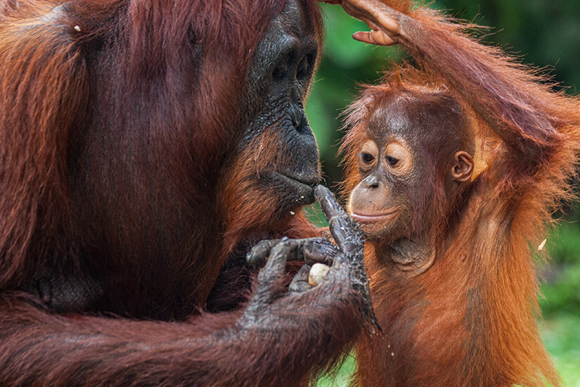 Ein erwachsener Orang-Utan und sein Jungtier teilen eine ruhige Fütterungsszene im Dschungel Borneos. Der Blick des Jungtiers in die Kamera wirkt neugierig und fast menschlich. Orang-Utans sind stark gefährdet und ihr Schutz hängt direkt vom Erhalt der Regenwälder auf den indonesischen Inseln ab. Indonesien Inseln Orang-Utan