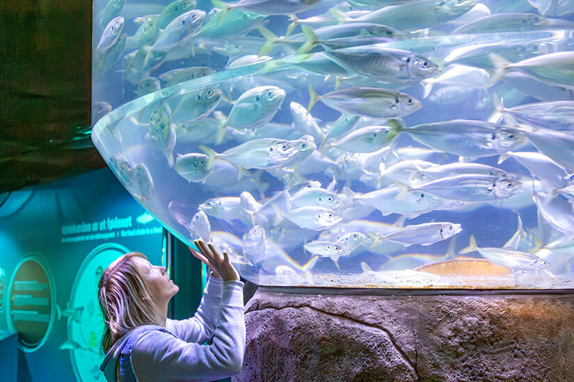 Eine Person steht vor einem großen Aquarium und betrachtet aufmerksam einen Schwarm silbrig schimmernder Fische. Das gebogene Becken ist mit Wasser gefüllt und auf einem künstlichen Felsen aufgebaut. Hirtshals Daenemark Ozeanarium