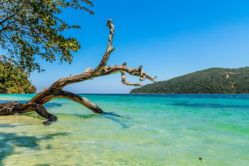 Ein markanter, knorriger und blattloser Ast von Treibholz ragt vom sandigen Ufer weit über das flache, glasklare Meerwasser, das in hellen Türkistönen schimmert. Auf der linken Seite hängen grüne Blätter eines lebendigen Baumes ins Bild, während im Hintergrund eine dicht bewaldete, bergige Insel unter einem wolkenlosen, intensiv blauen Himmel zu sehen ist. Koh Lipe Thailand Ko Rawi