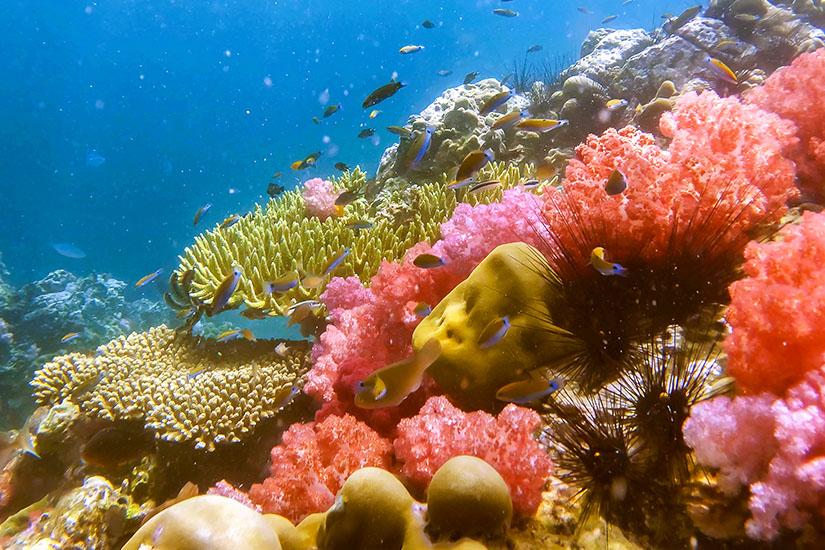 Eine farbenfrohe Unterwasseraufnahme eines gesunden Korallenriffs im klaren, blauen Meerwasser. Die Szenerie zeigt eine Vielfalt an Hart- und Weichkorallen in leuchtenden Rosa-, Rot- und Gelbtönen, zwischen denen sich zwei große, schwarze Seeigel mit langen Stacheln befinden, während zahlreiche kleine, bunte tropische Fische durch das sonnendurchflutete Wasser um das Riff herumschwimmen. Koh Lipe Thailand Korallen