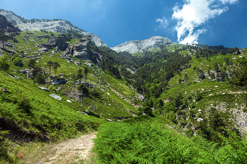 Ein schmaler Wanderpfad führt durch eine grüne Berglandschaft mit Farnen, Bäumen und felsigen Hängen. Die umliegenden Gipfel und Felsformationen ragen unter einem klaren Himmel empor. Thassos Wandern