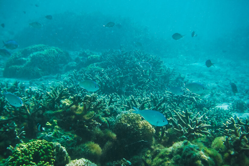 Unter der Wasseroberfläche breitet sich ein dichtes Korallenfeld aus, zwischen dem kleine Fische unterwegs sind. Das Licht fällt gedämpft durch das Meer und macht die Strukturen des Riffs gut erkennbar. Guam Mikronesien Korallenriff