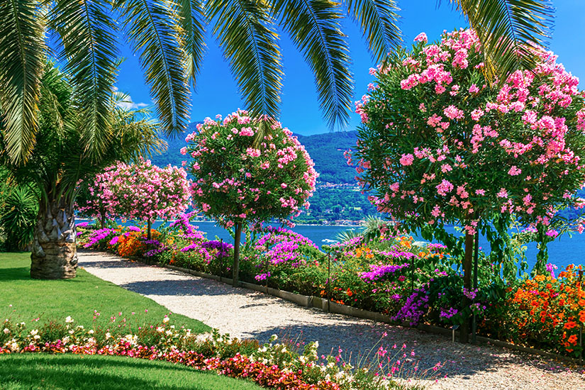 Ein gepflegter Garten mit blühenden Sträuchern, Palmen und farbenfrohen Blumen säumt einen geschwungenen Kiesweg. Im Hintergrund sind ein See sowie bewaldete Hügel oder Berge unter einem klaren blauen Himmel zu sehen. Lago Maggiore Fruehling