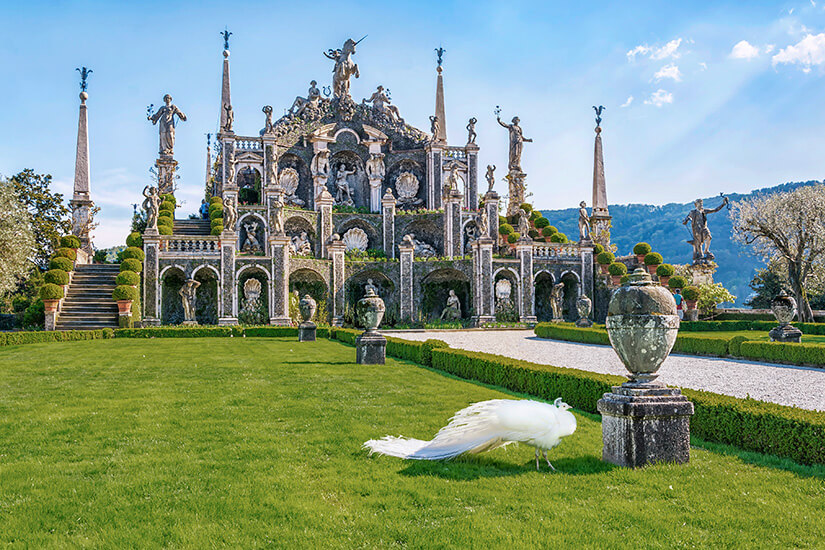 Ein kunstvoll angelegter Barockgarten mit zahlreichen Statuen, Säulen und Terrassen erstreckt sich vor einem prächtigen Bauwerk. Auf der Rasenfläche im Vordergrund läuft ein weißer Pfau umher. Stresa Isola Bella