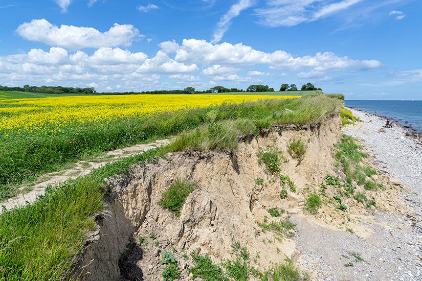 Leuchtend gelbe Rapsfelder reichen bis an eine steile Küstenkante heran. Unterhalb der grasbewachsenen Abbruchstelle liegt ein schmaler, steiniger Strand an der ruhigen Ostsee. Die kontrastreiche Landschaft verbindet Frühlingsfarben mit rauem Küstencharakter. Hundestrände Ostsee Schönhagen