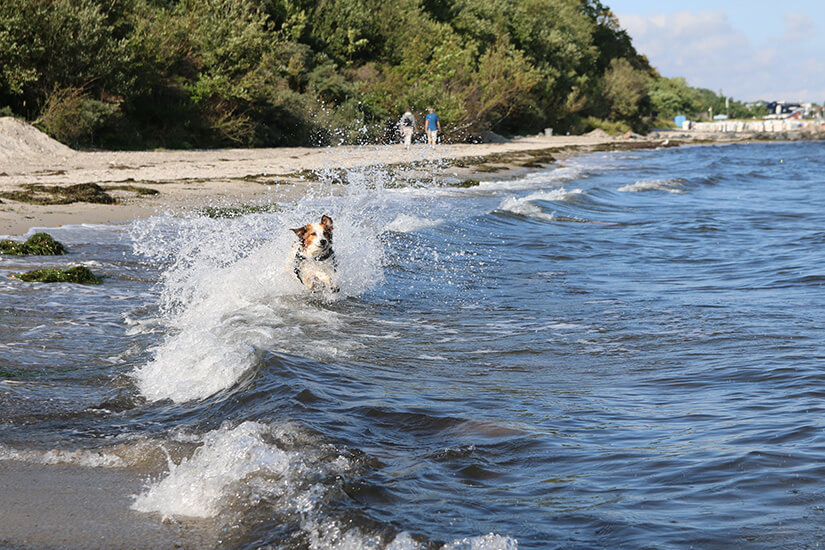 Ein kleiner Hund läuft voller Energie durch die Brandung und wirbelt dabei hohe Wasserspritzer auf. Die natürliche Küstenlinie im Hintergrund wirkt ruhig und unverbaut. Bewegung, Freude und Freiheit bestimmen die dynamische Aufnahme. Hundestrände Ostsee Hund