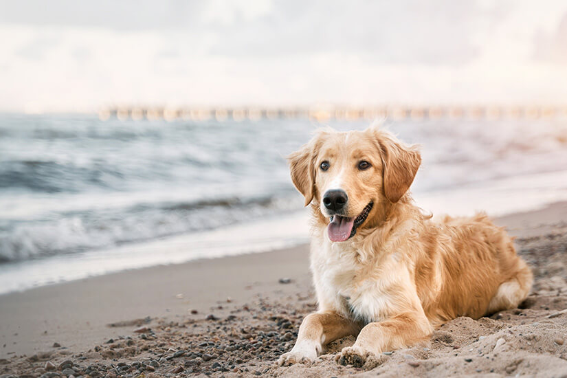 Ein Golden Retriever liegt entspannt auf dem Sand und blickt aufmerksam in die Kamera. Hinter ihm rollen sanfte Wellen an das Ufer, während warmes Licht die ruhige Küstenstimmung unterstreicht. Das Motiv verbindet tierische Gelassenheit mit klassischem Ostseeflair. Hundestrände Ostsee Hund am Strand