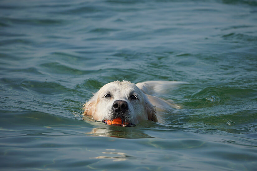 Ein heller Hund schwimmt konzentriert durch das bewegte Wasser und trägt einen orangefarbenen Ball im Maul. Nur Kopf und Rücken ragen aus den kleinen Wellen heraus. Die Szene zeigt ausgelassenen Badespaß und sportliche Energie. Hundestrände Ostsee Hund im Meer