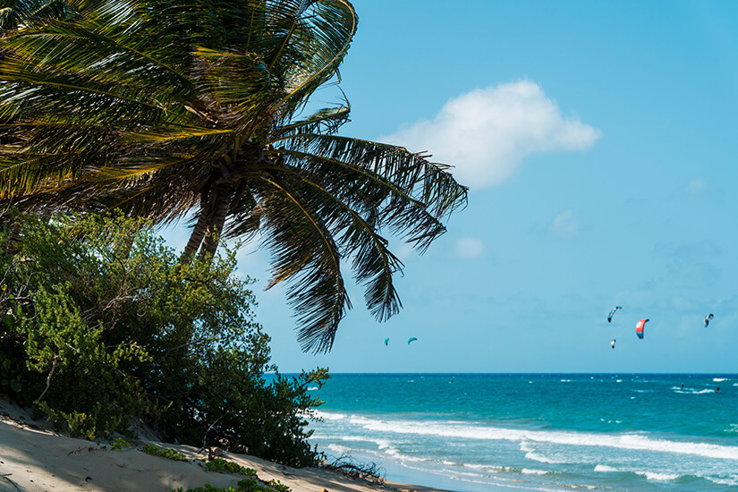 Grüne Palmen wachsen an einem hellen Sandstrand. Im Hintergrund sind Kitesurfer auf dem Meer zu sehen. Kitesurfing Cabarete