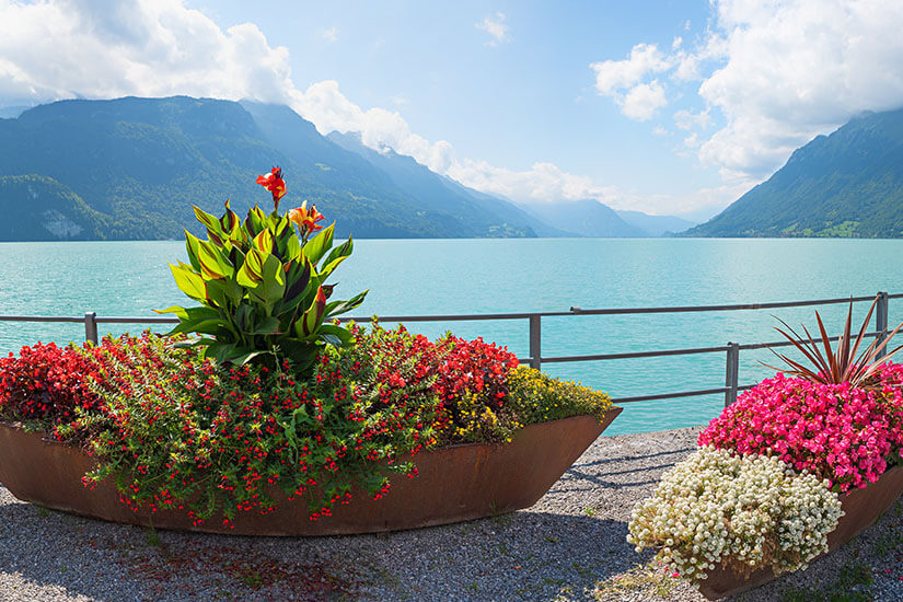 Die Uferpromenade von Brienz mit Blick auf den See und Berge ist zu sehen. Breite Pflanzentöpfe mit roten Blüten stehen am Geländer. Brienz Schweiz Willkommen