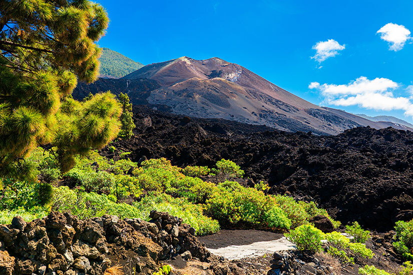 Ein Blick auf den Vulkankegel Tajogaite und das ihn umgebende Lavafeld. Im Hintergrund erhebt sich der dunkelgraue, aschebedeckte Vulkankegel unter einem strahlend blauen Himmel mit vereinzelten, kleinen Wolken. Das Feld im Mittelgrund besteht aus dunklem, erstarrtem Gestein. Im Vordergrund sorgen grüne Nadelbäume und saftig grüne Sträucher hinter einer niederen Steinmauer für einen lebendigen Farbkontrast. La Palma Spanien Tajogaite