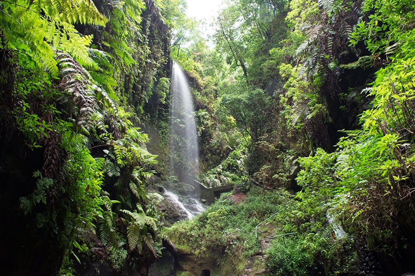 Ein schmaler Wasserfall stürzt inmitten einer dicht bewachsenen Schlucht im Lorbeerwald Los Tilos herab. Die steilen Felswände links und rechts sind über und über mit saftig grünen Farnen, Moosen und exotischen Pflanzen bedeckt. Das Wasser fällt in ein kleines Felsbecken, während ein schmaler, von üppiger Vegetation umgebener Pfad durch die Schlucht führt. La Palma Spanien Los Tilos