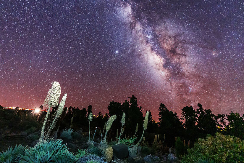 Ein spektakulärer Nachthimmel über La Palma, erhellt von unzähligen, funkeldem Sternen und dem leuchtenden, violett-rosa schimmernden Band der Milchstraße, das diagonal durch das Bild verläuft. Am unteren Bildrand zeichnen sich in dunkler Silhouette hohe Bäume sowie charakteristische, kerzenförmige Natternkopf-Pflanzen und Büsche ab, die leicht erhellt werden. La Palma Spanien Milchstraße
