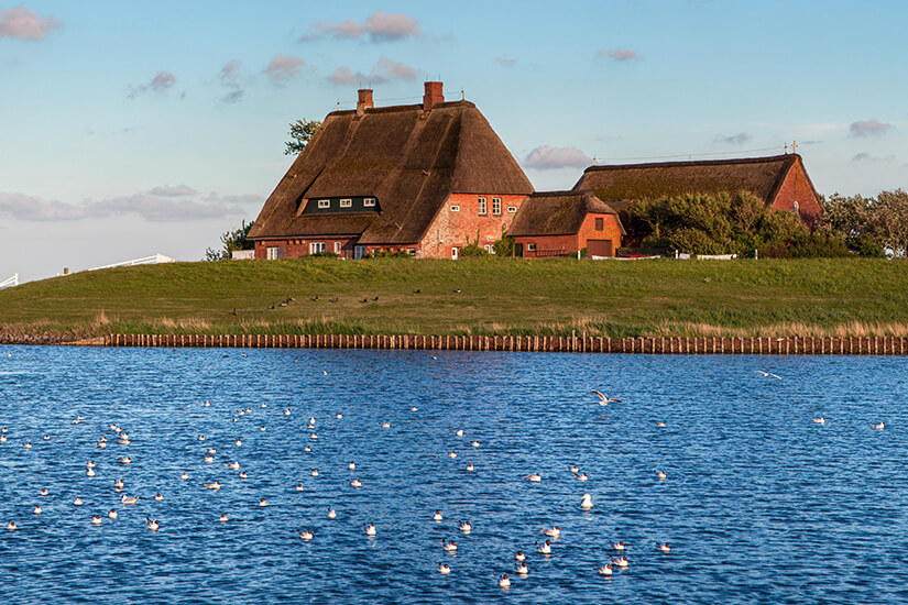 Ein reetgedecktes Backsteinhaus auf einer grünen Warf auf Hallig Hooge. Das Gebäude thront leicht erhöht hinter einer Holzpalisade direkt am Wasser. Auf der blauen Meeresoberfläche im Vordergrund schwimmen zahlreiche Möwen, während am Himmel späte Nachmittagssonne und sanfte Wolken zu sehen sind. Urlaub mit Hund Geheimtipps Hallig Hooge