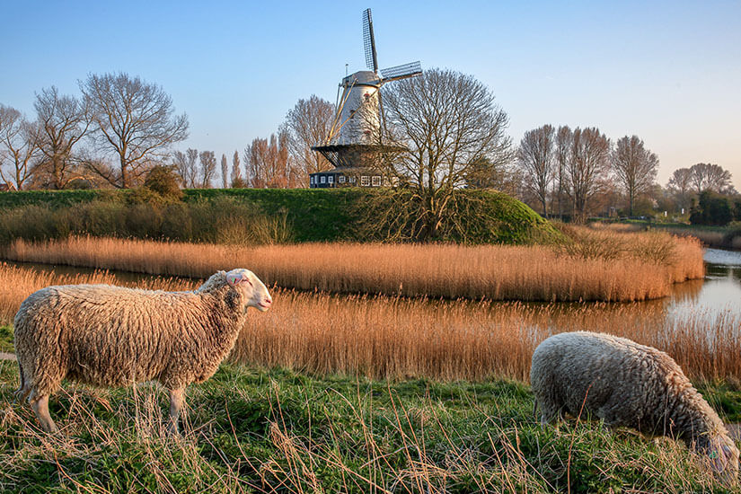 Zwei Schafe grasen auf einer grünen Wiese im Vordergrund einer idyllischen Landschaft in Zeeland. Dahinter erstreckt sich ein Wassergraben mit hohem, trockenem Schilfgürtel. Im Hintergrund steht eine weiße, traditionelle Windmühle auf einem grasbewachsenen Deich, umgeben von entlaubten Bäumen unter einem sonnigen, hellblauen Himmel. Urlaub mit Hund Geheimtipps Zeeland