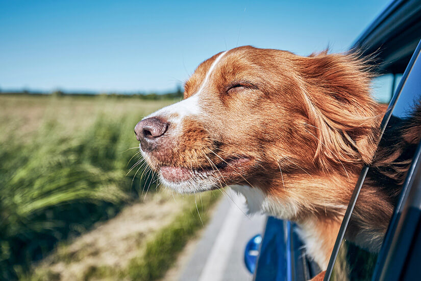 Eine Nahaufnahme eines Epagneul Breton-Hundes mit geschlossenen Augen, der seinen Kopf genüsslich aus dem offenen Autofenster streckt und den Fahrtwind genießt. Sein rötlich-weißes Fell wird vom Wind zerzaust, während er sichtlich die Fahrt durch eine ländliche Gegend mit grünen Feldern und blauem Himmel auskostet. Urlaub mit Hund Geheimtipps Autofahrt
